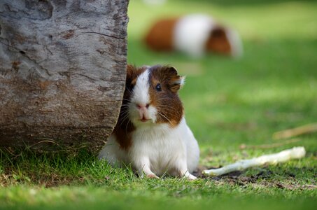 Hamster hair rodent
