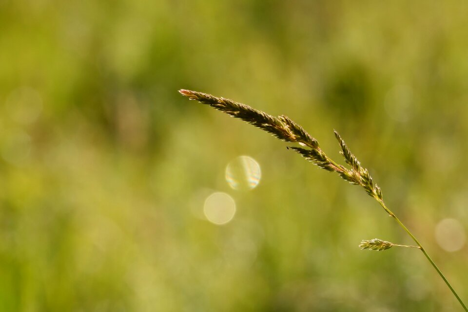 Grass grasses wilderness