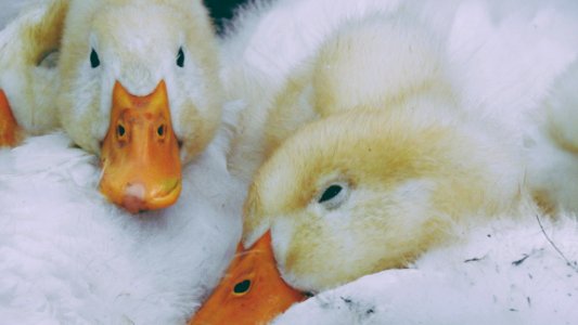Duckling Heads