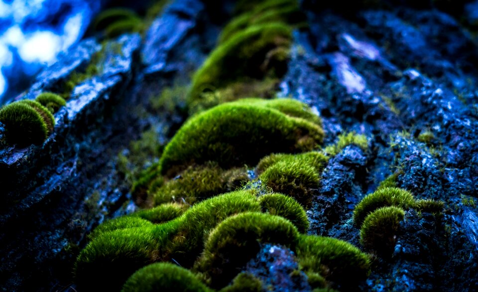 Tree trunk wood vegetation