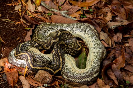 Coiled leaves black