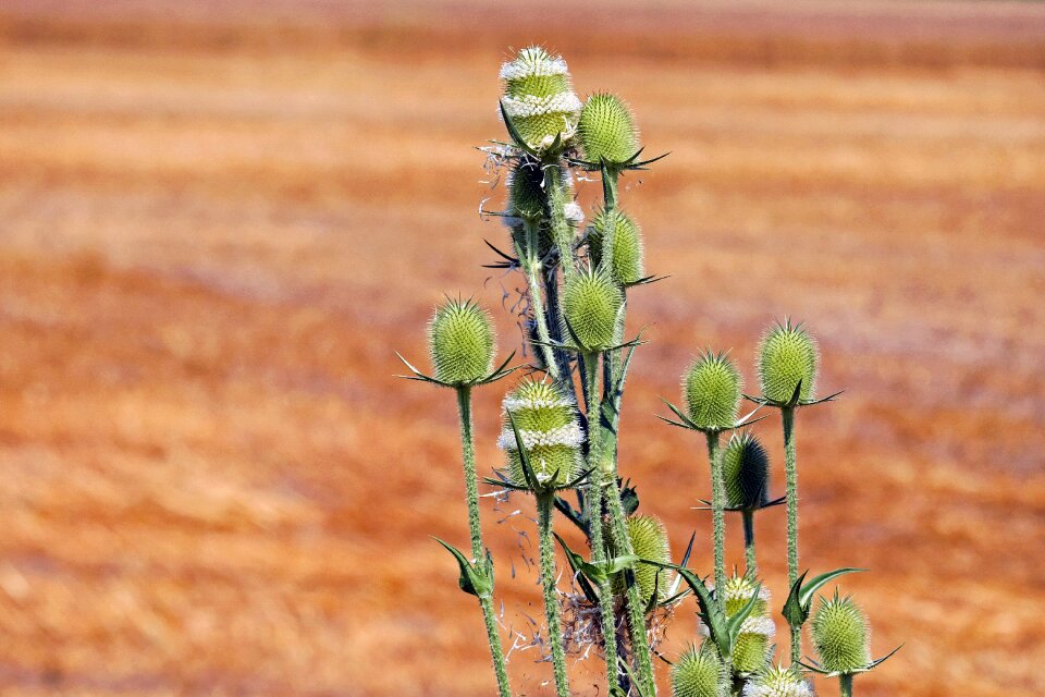 Green grassland plants nature