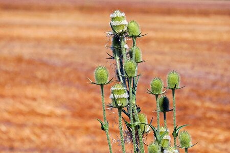 Green grassland plants nature