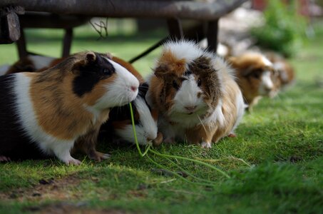 Hamster hair rodent