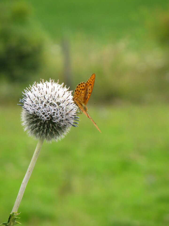 Butterfly meadow thistle
