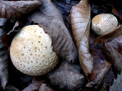 Bovist leaves autumn photo