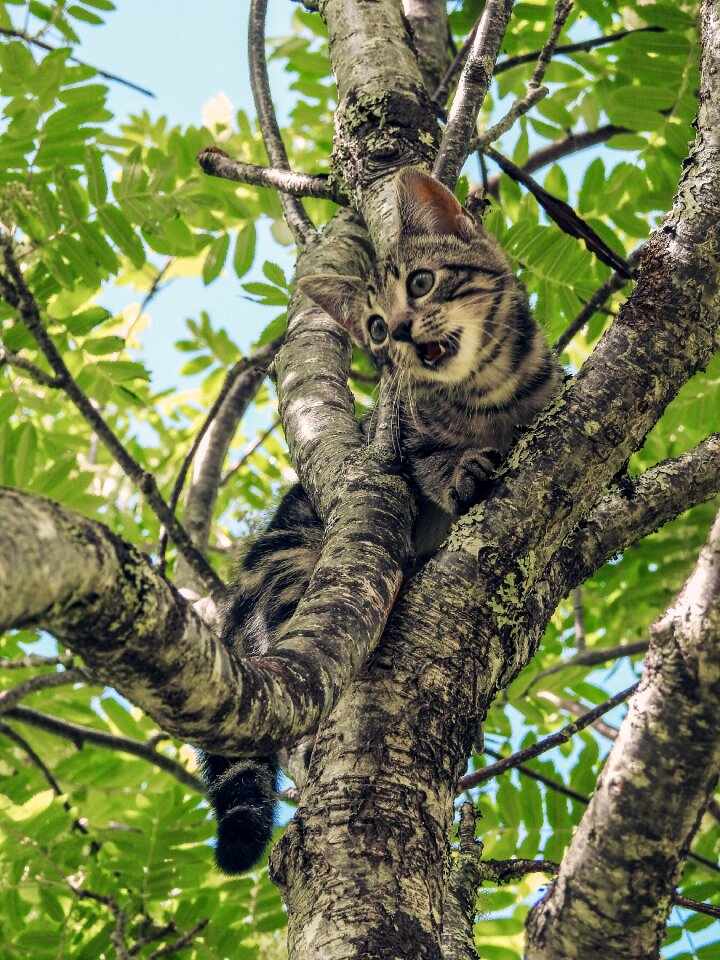 Camouflage animal kitty