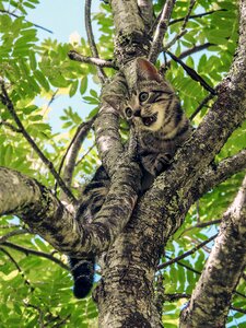 Camouflage animal kitty