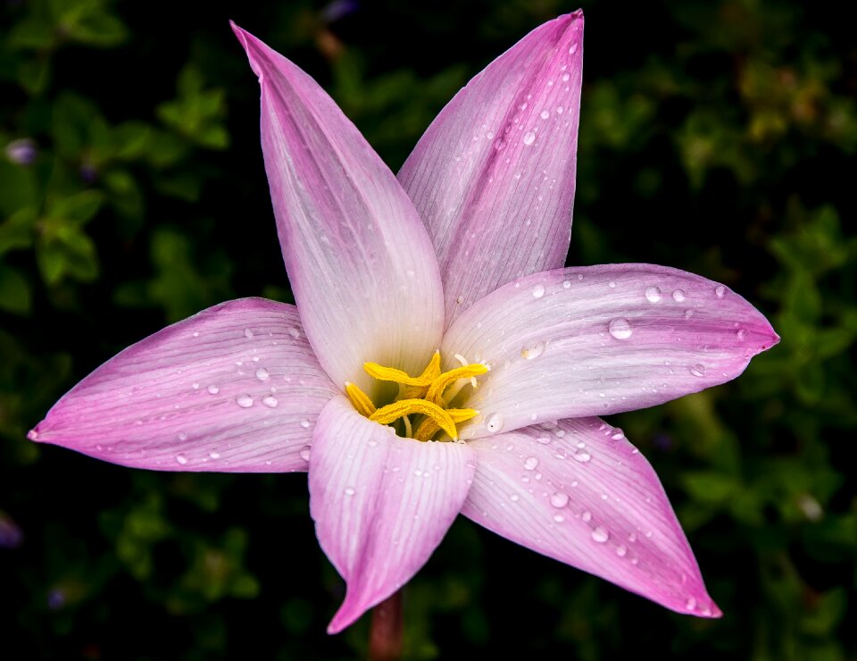 Flower floral bloom