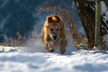 Nature animal fun