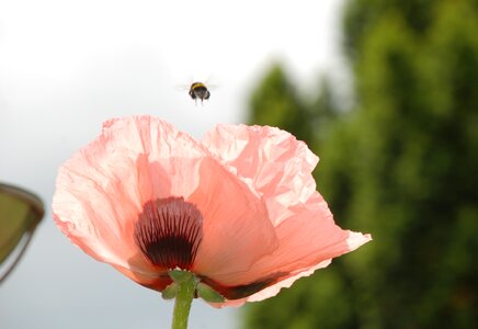 Poppy flower hummel departure rosamohn