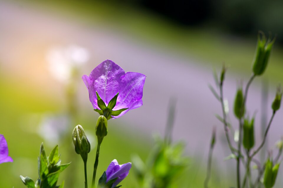 Purple purple flower blossom