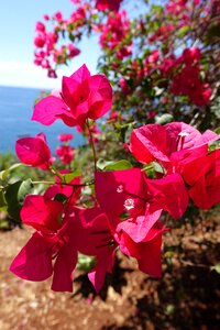 Nature spring pink flower