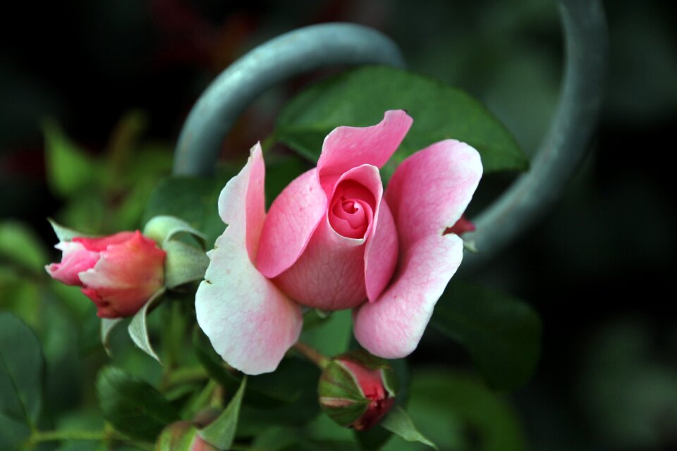 Rose blooms close up nature photo