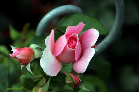 Rose blooms close up nature