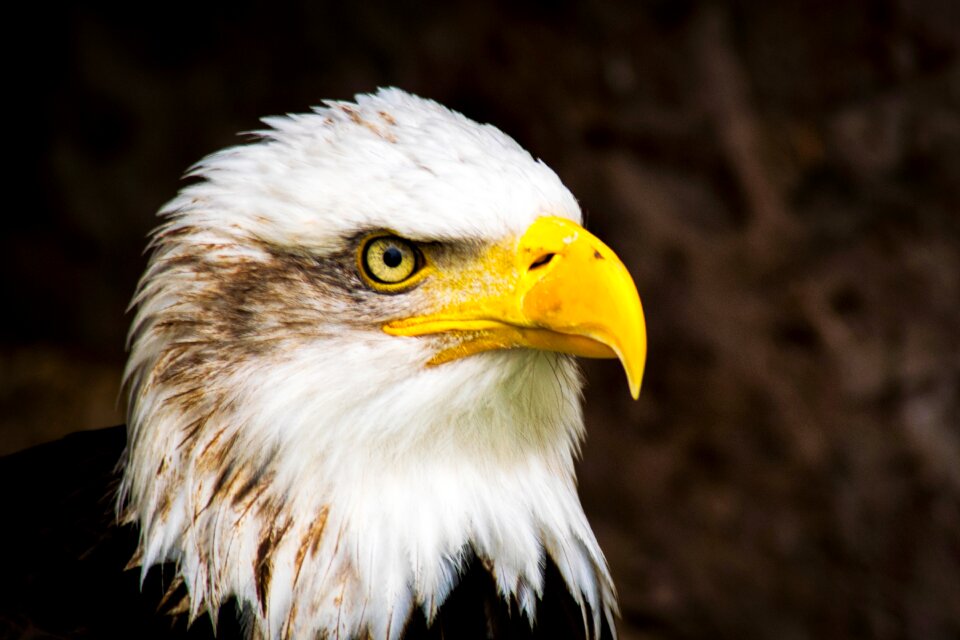 Raptor american beak