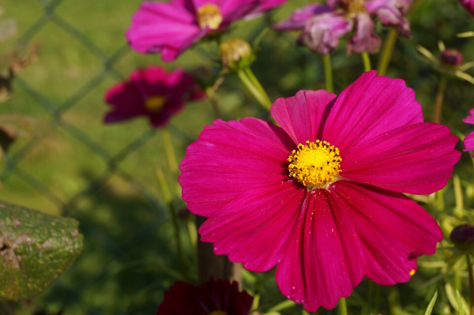 Bloom cosmea kosmee