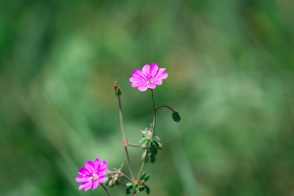 Pointed flower plant meadow
