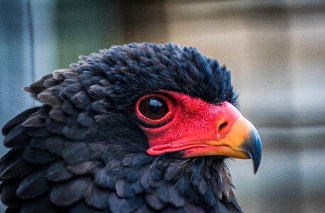 Plumage africa predator