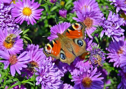 Insect summer nature