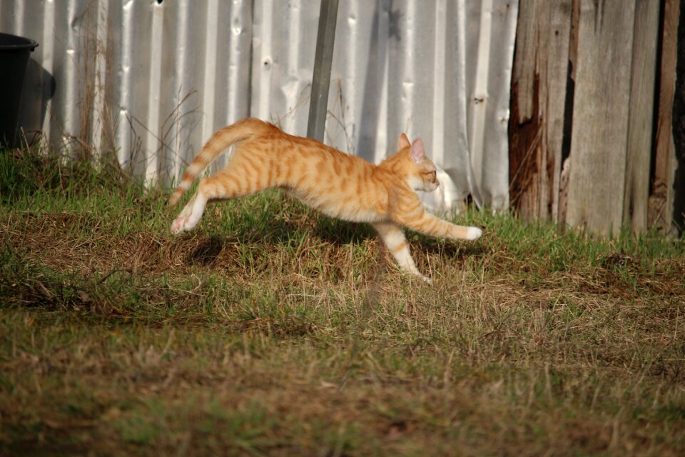 Red cat young cat mackerel