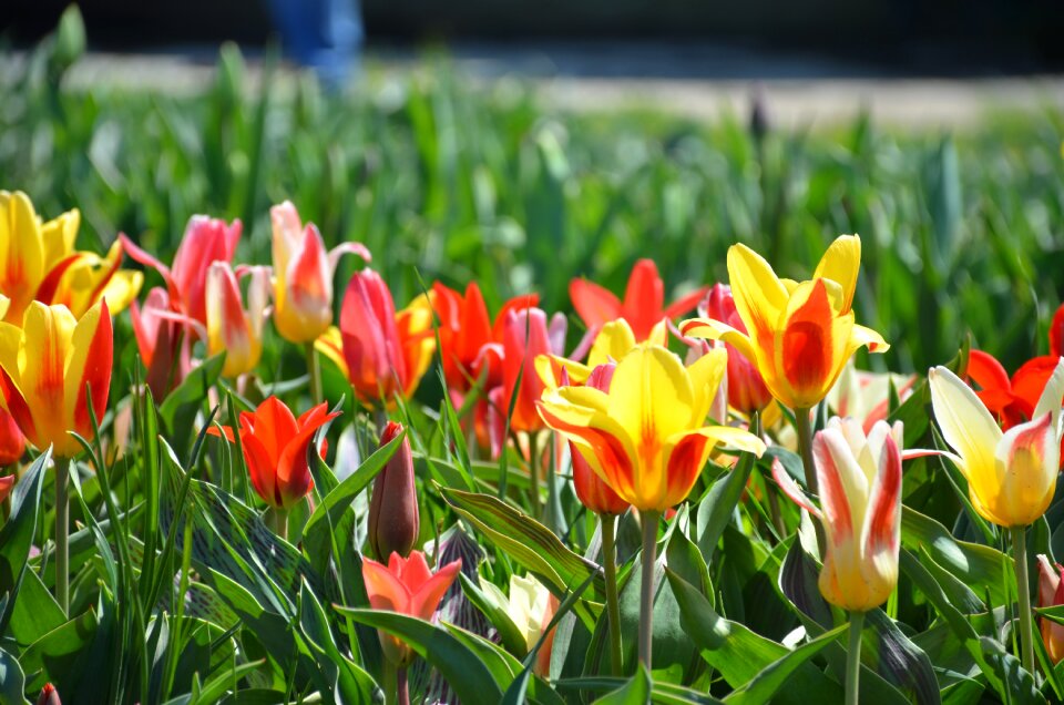 Flowers garden colorful