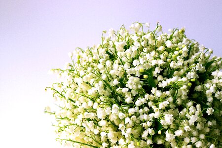 Lily-of-the-valley blossom bouquet