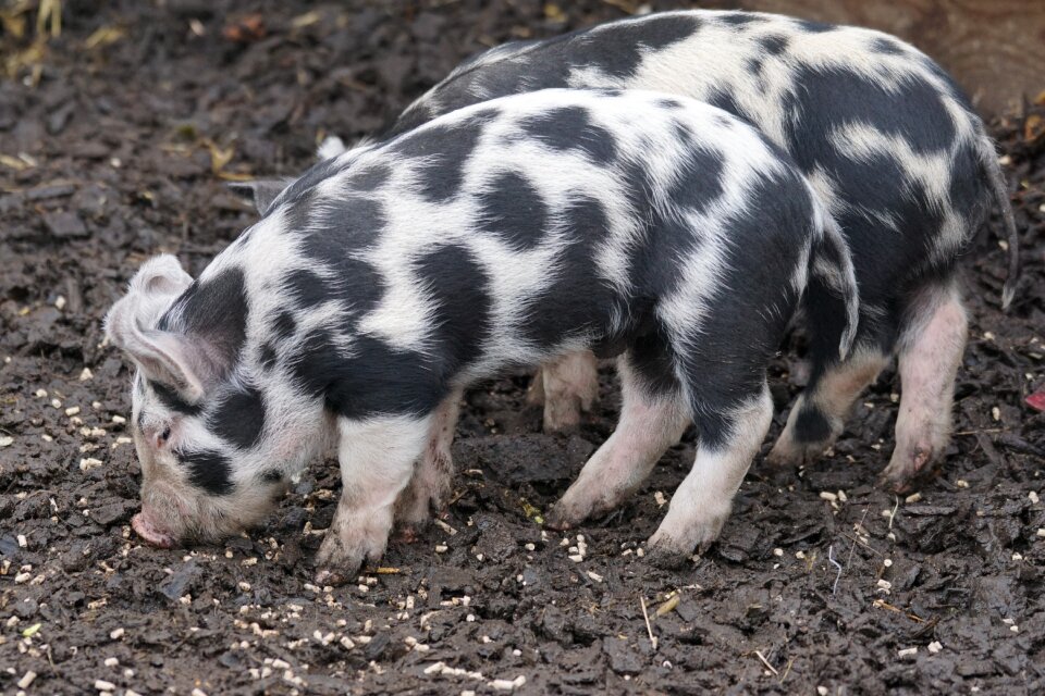 Piglet frugal sus scrofa