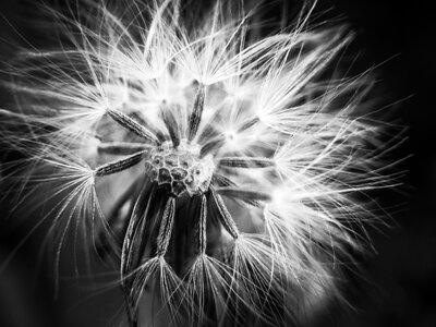 Black and white plant light photo