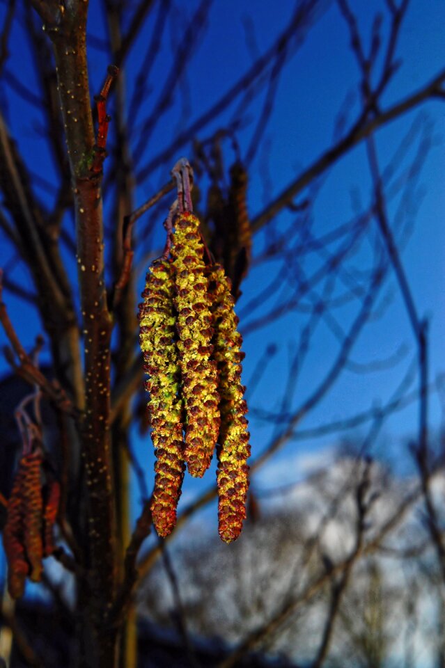 Tender branch close up