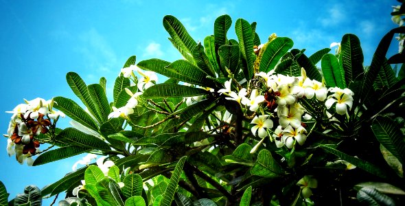 White Frangipani