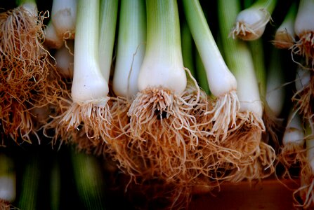 Root healthy spring onions
