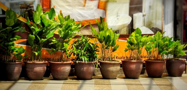 Arrange These Plants