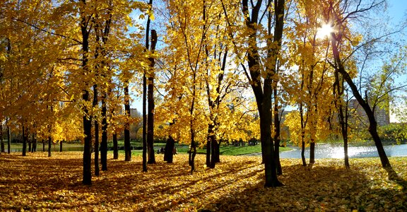 Landscape golden autumn autumn nature