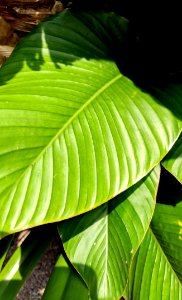 Green is a Nice Colour