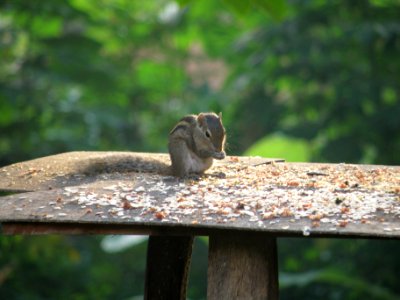 Squirrel Visitor photo