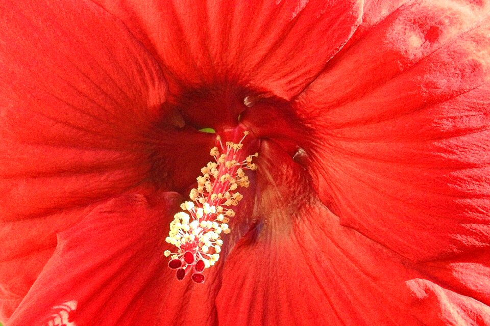 Red hibiscus pistil