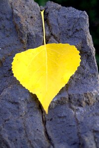 Yellow feather fall photo