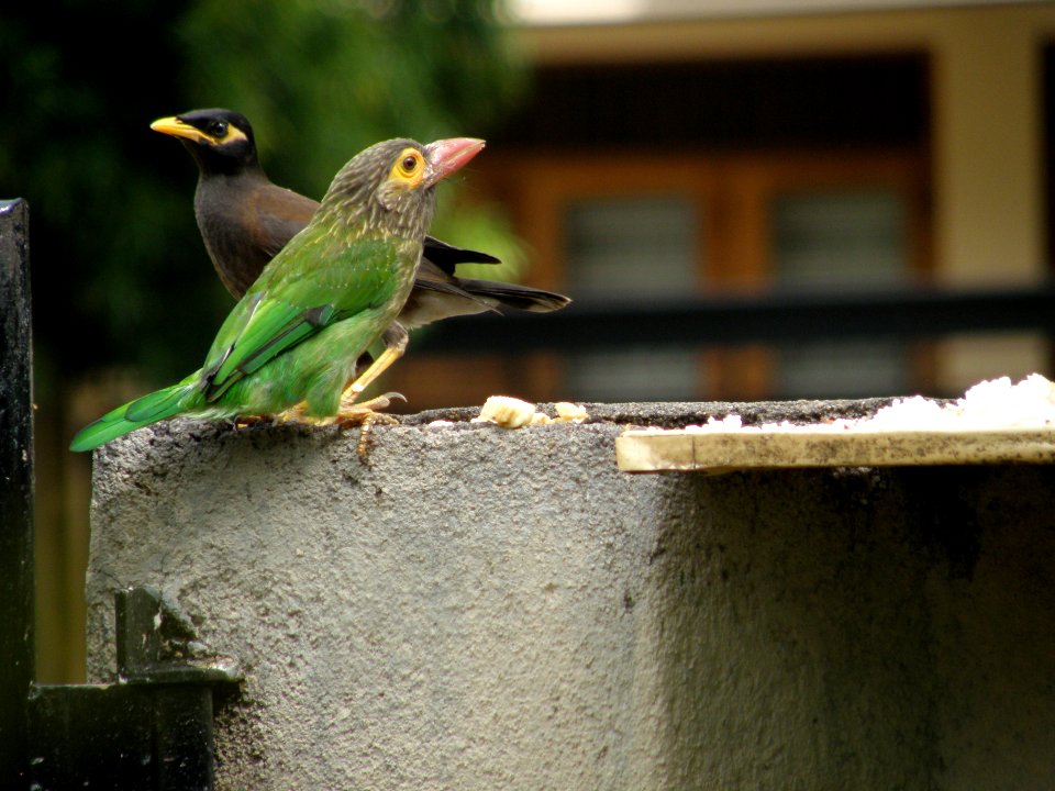 In the Front Yard 3