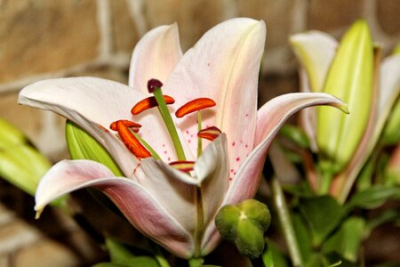 Pistil white flower