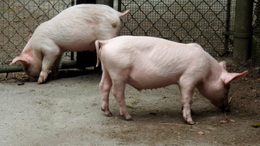Petting Zoo Opens