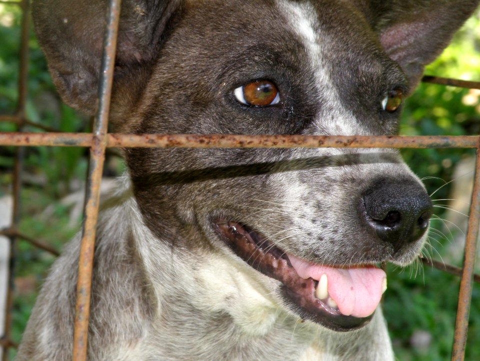 One Dog