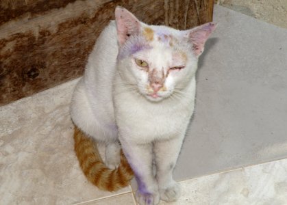 A Cat
