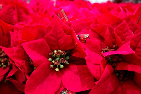 Flowers red flower christmas photo