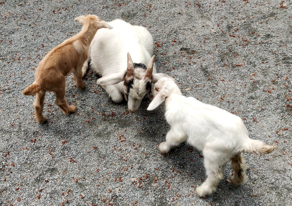 Goat with Kids