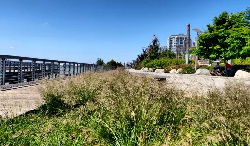 Park Grasses
