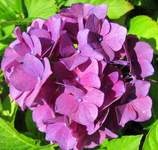 Purple summer plant photo
