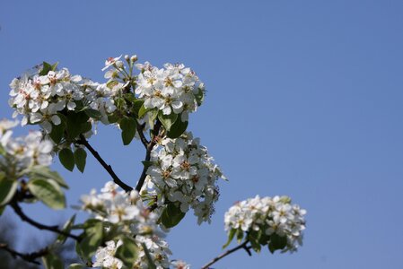 Sky sky blue spring photo