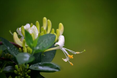 Bloom white natural