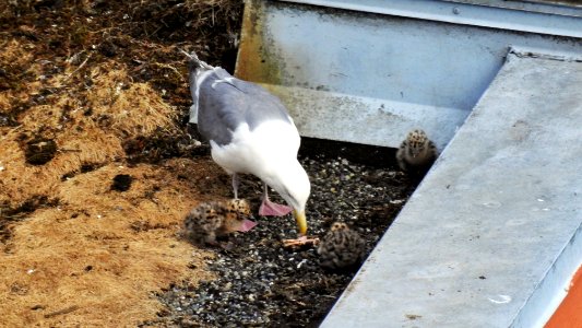 Three New Mouths to Feed